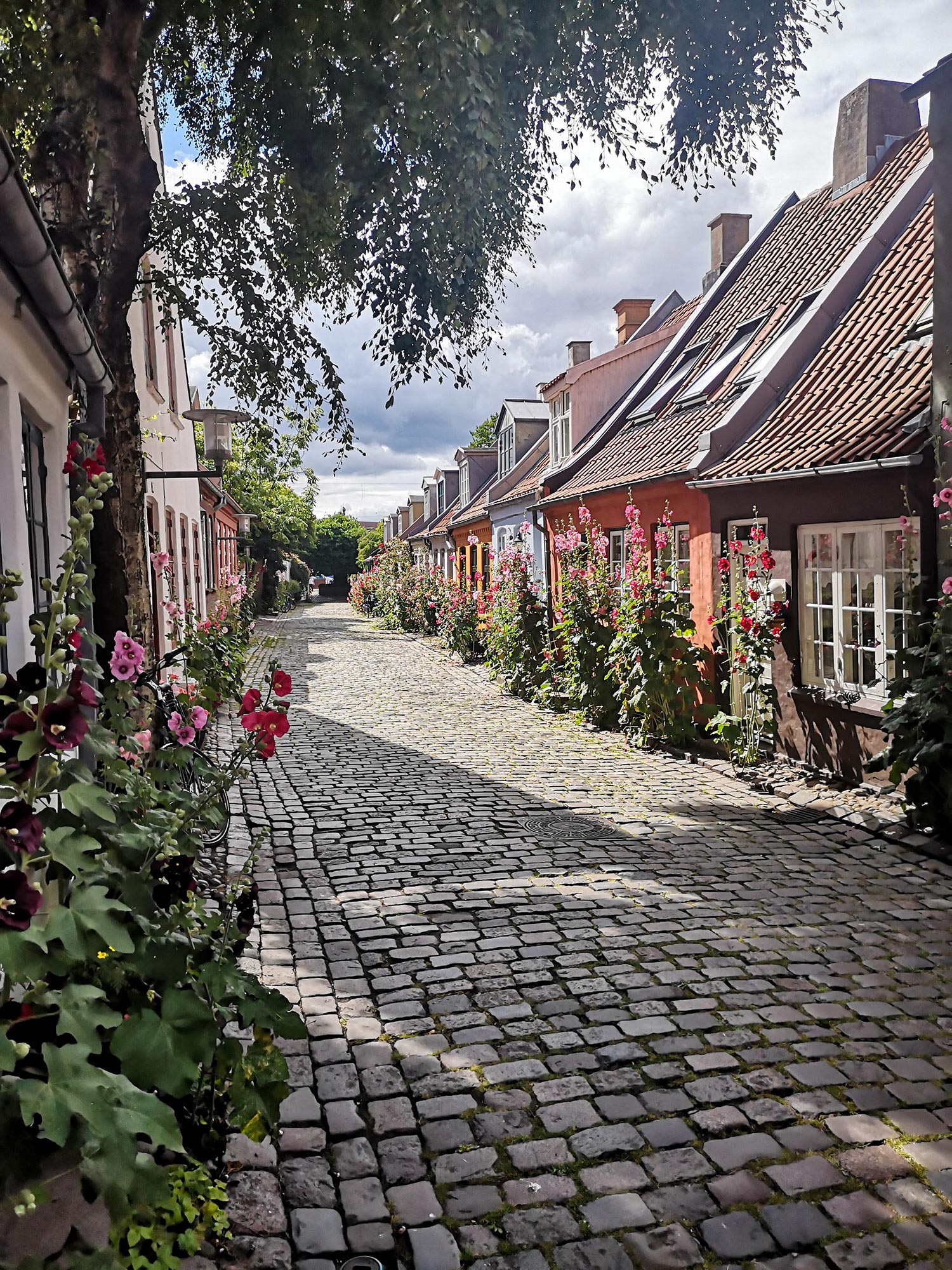 Habitations danoises sous des éclaircis du soleil. Les maisons sont de différentes couleurs et liées par une voie pavée entourée de fleur au Danemark