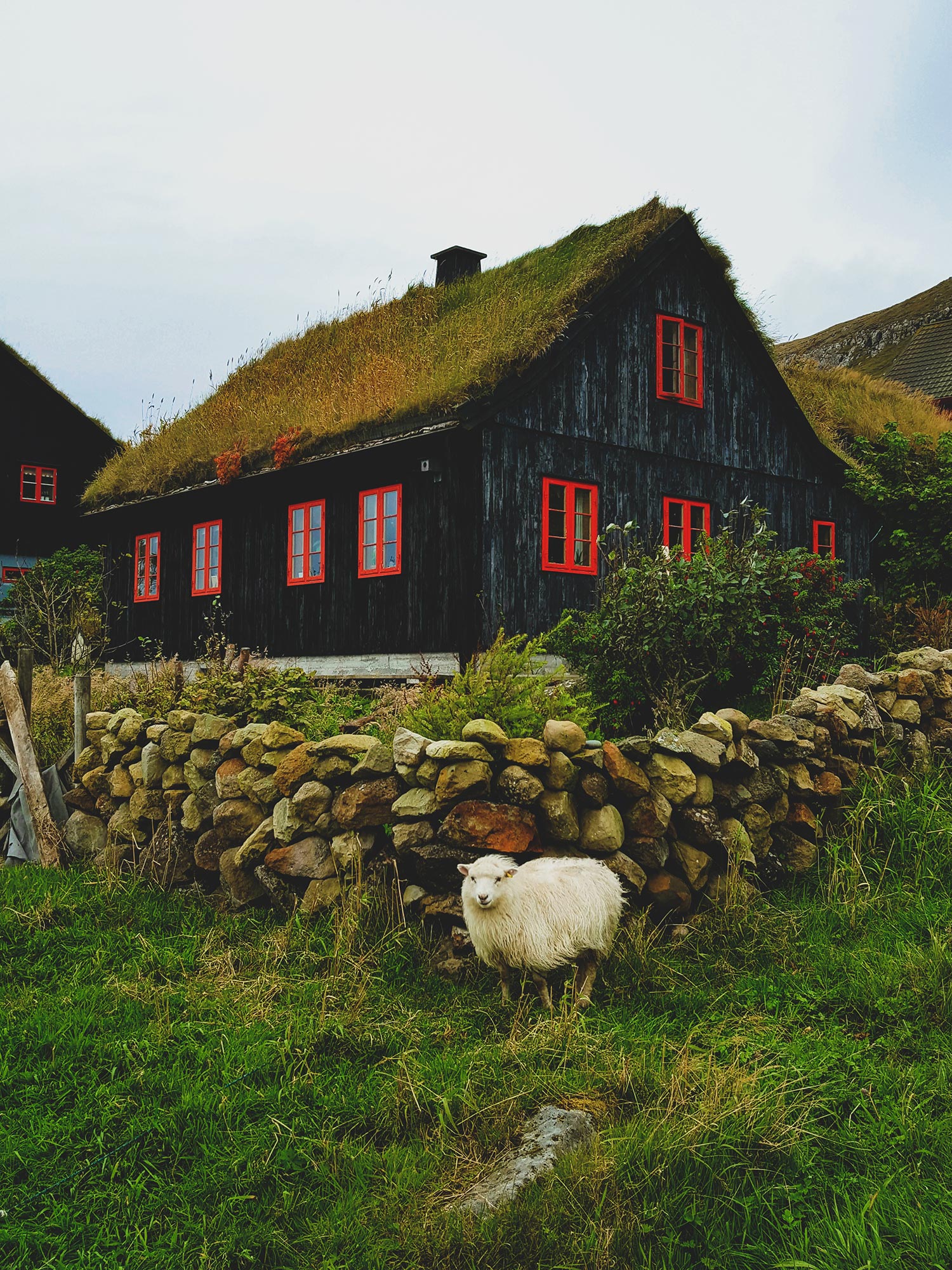 Une maison avec de l'herbe sur le toit et un mouton en arrière plan au village de Kirkjubour aux îles Féroé